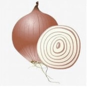 Nutrition Consulting Syracuse Onion